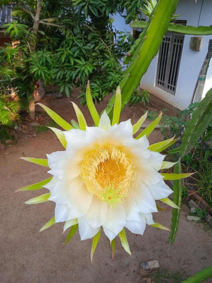 Sanaya Homestay Tangalle Ngoại thất bức ảnh